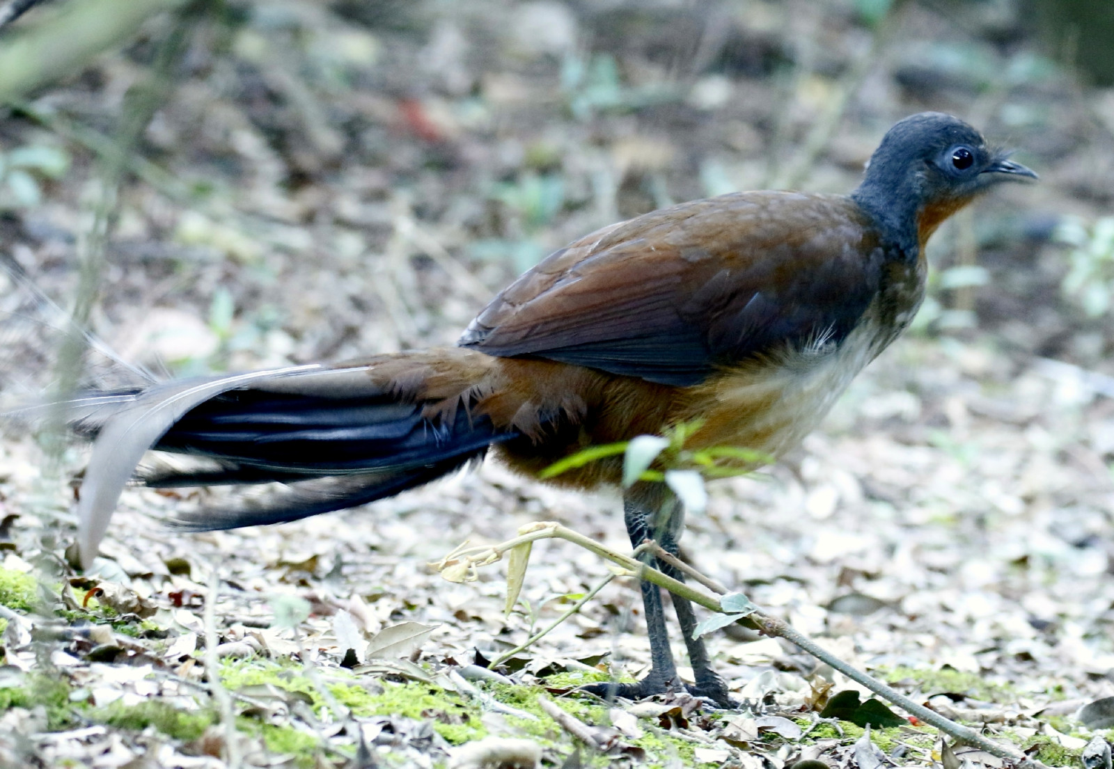 image Albert's Lyrebird